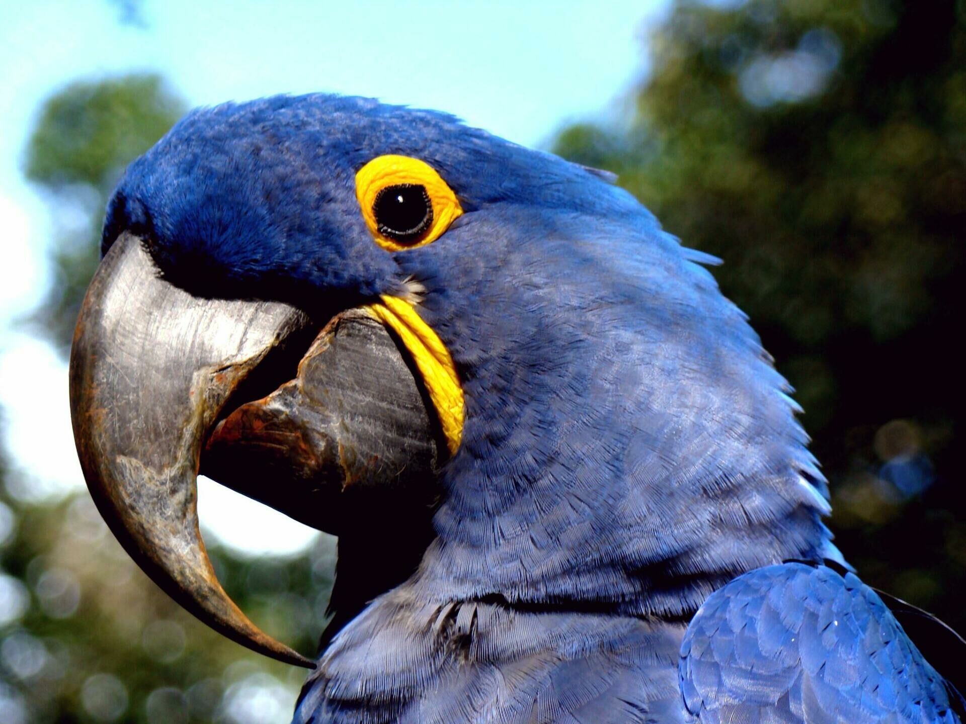 Imagem do Arara Azul